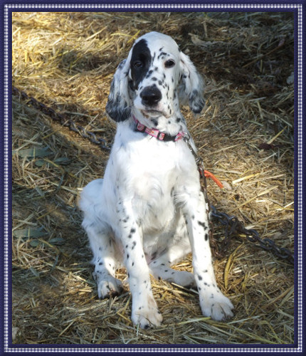 Black And White Dog Breeds. and not lack amp; white)