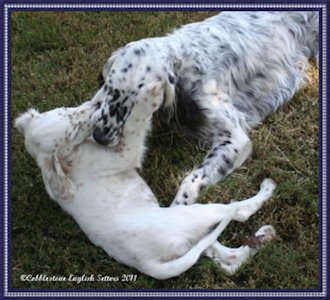 Candy Playing With Jackson