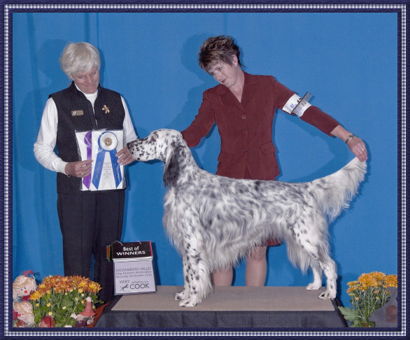 Jackson Winners Dog/Best of Winners